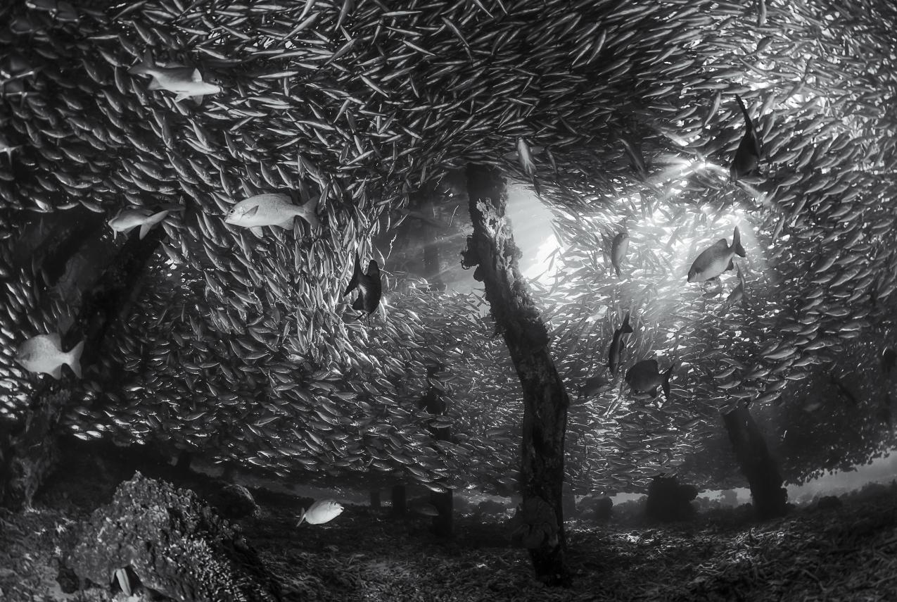 Overall winner of the 2018 Australian Geographic Photographer of the Year competition- ‘Hide and Seek’ by Tracey Jennings.