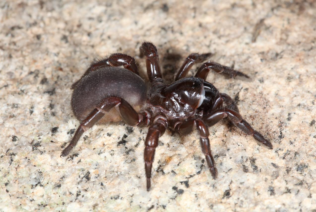 Female trapdoor spider of the genus Eucyrtops from Western Australia