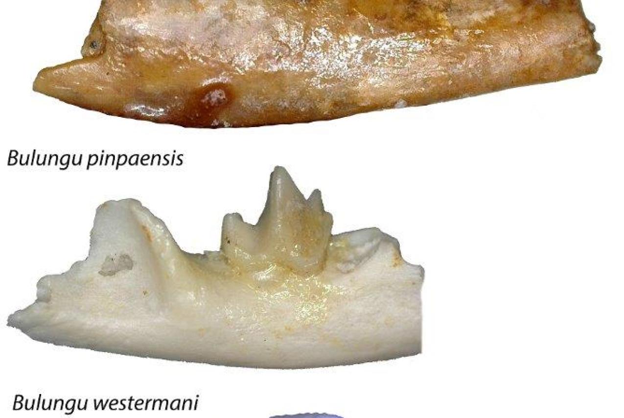 Fossils of three new bandicoot species