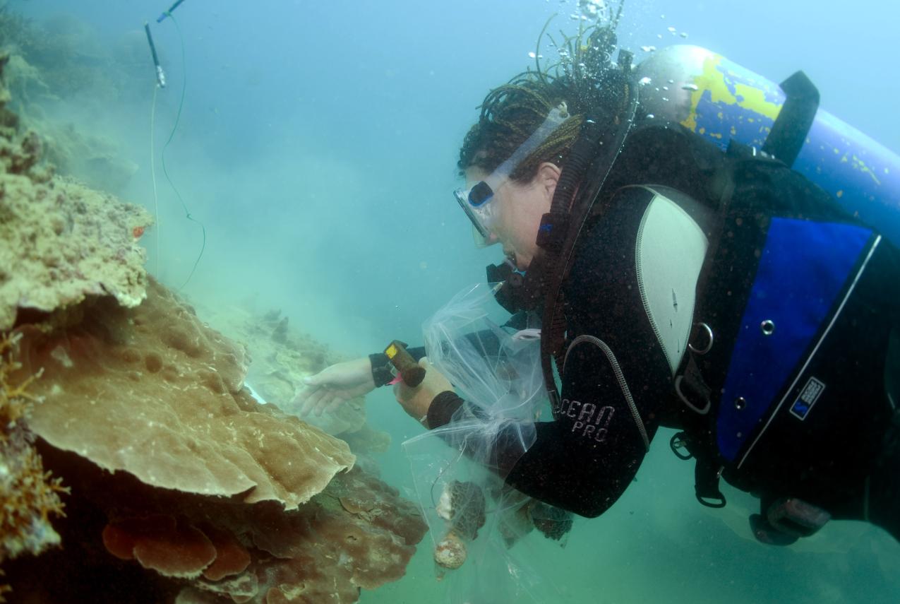 King and Conway Island Station 86 - an underwater reef