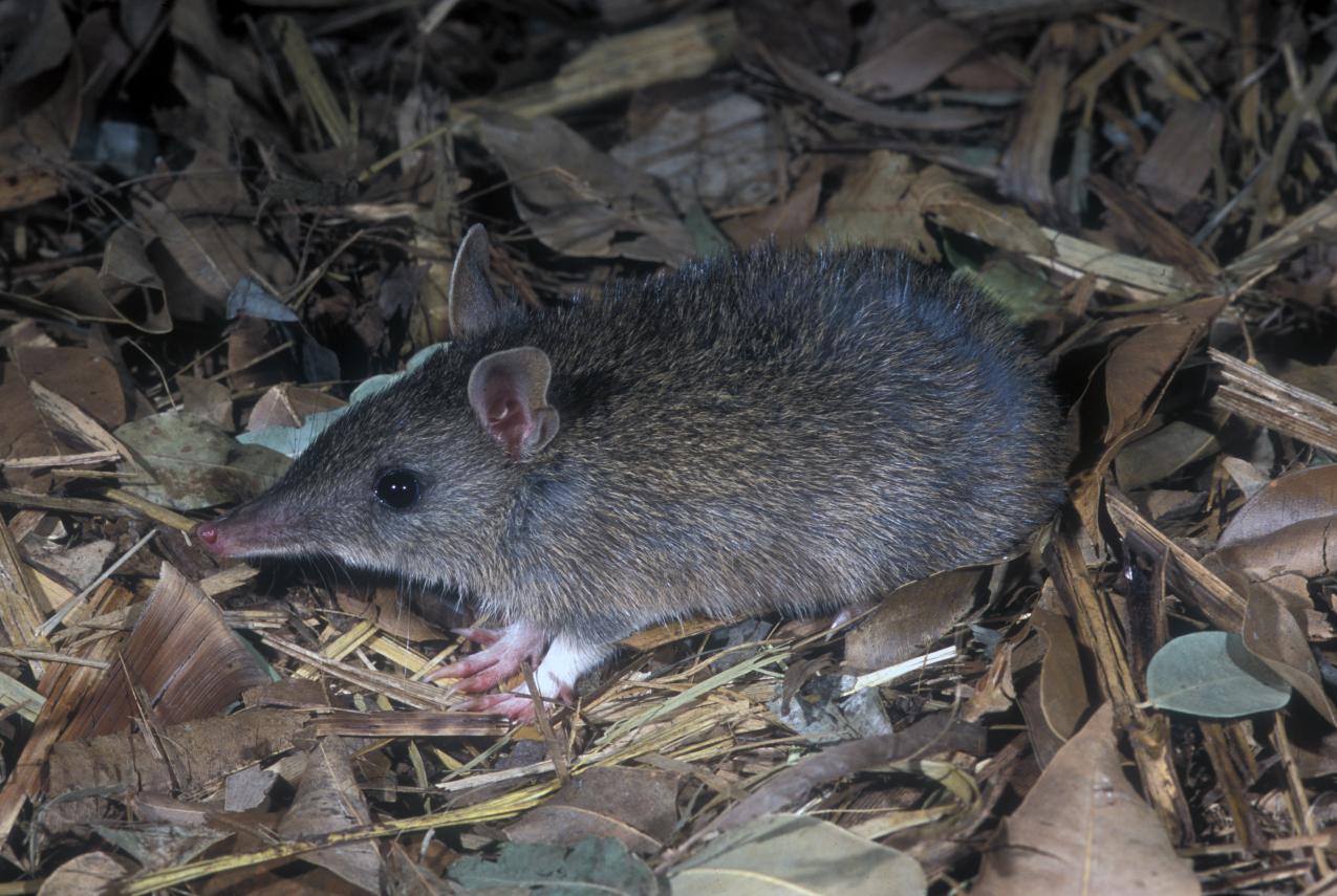 Juvenile Long-nosed Bandicoot Perameles nasuta standing on leaves.