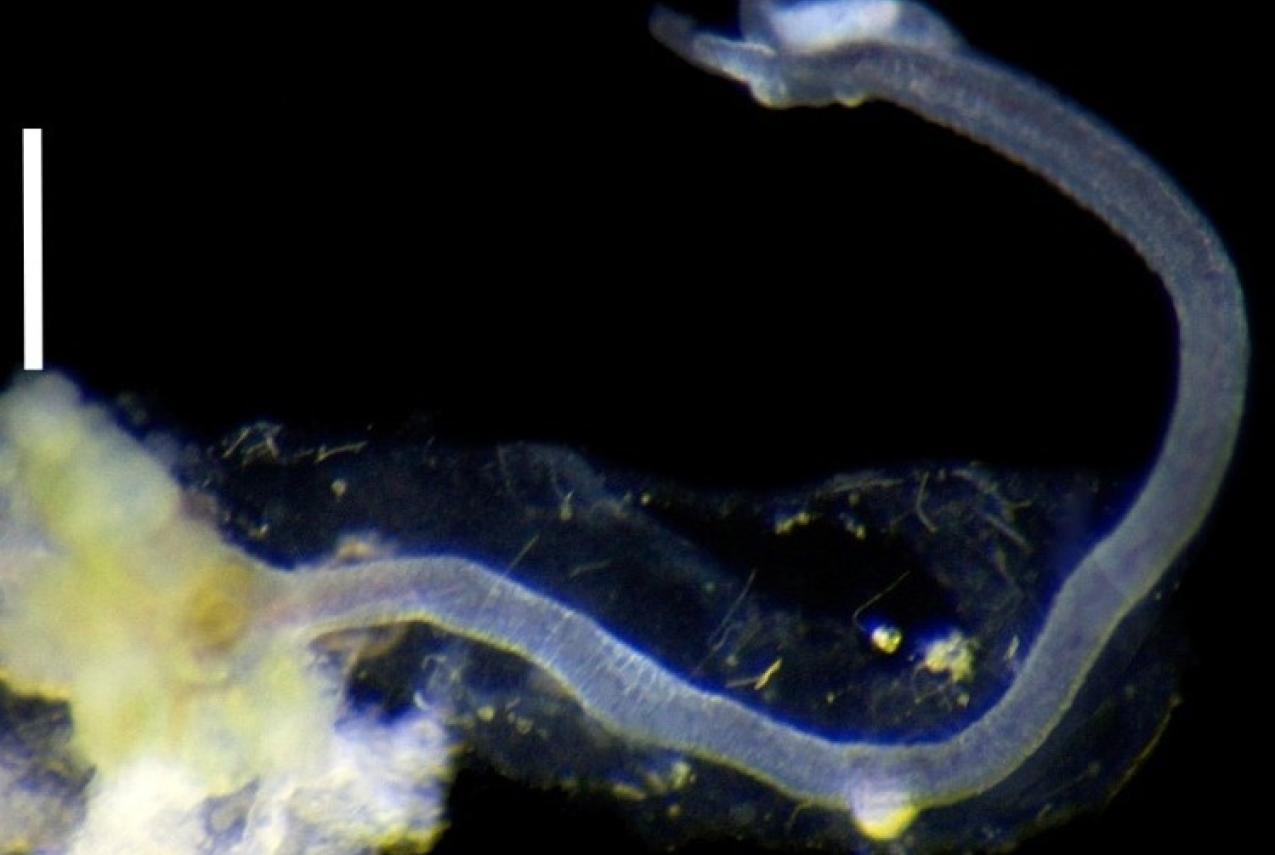 Male Osedax priapus