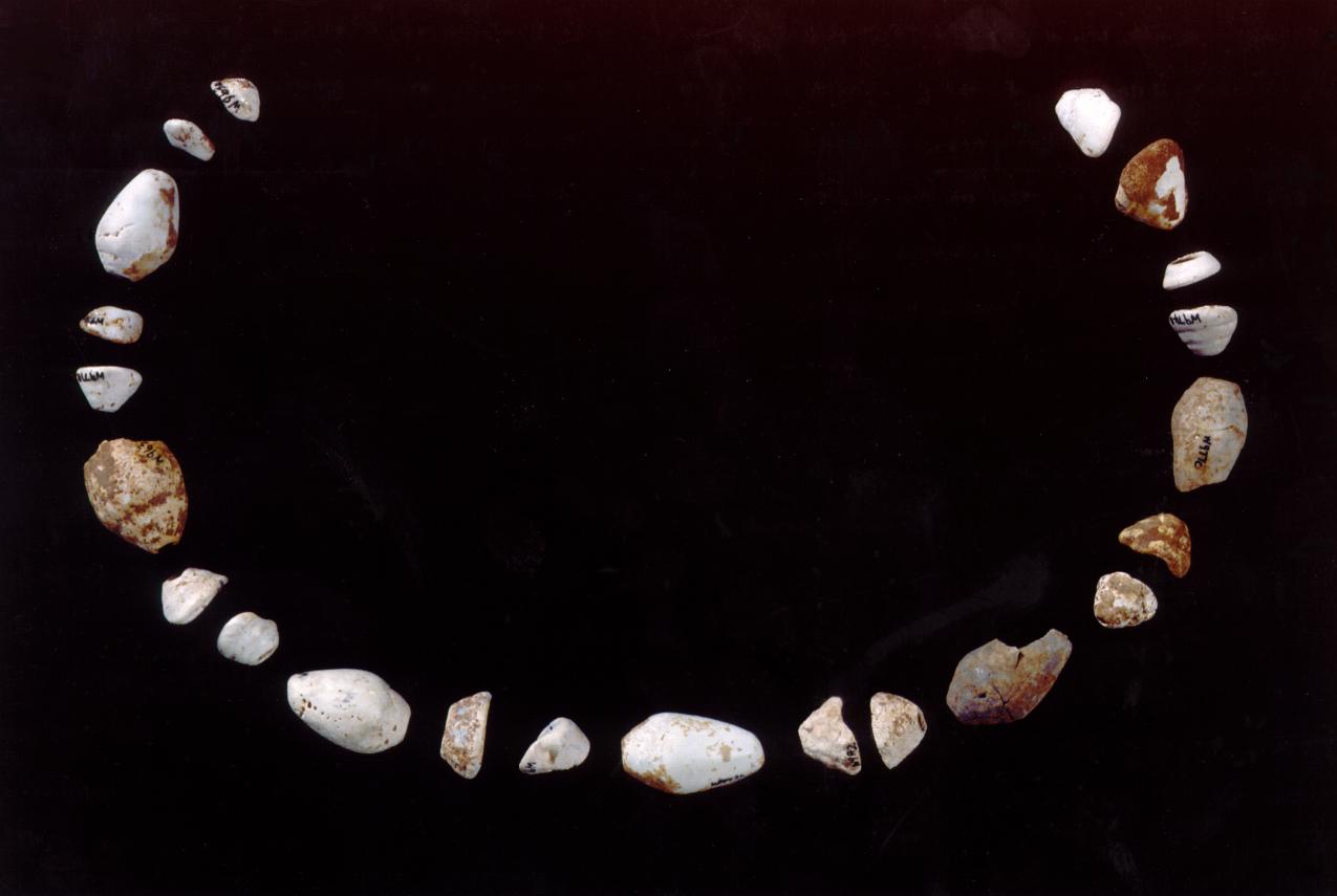 A set of shell beads arranged in a manner that resembles a necklace