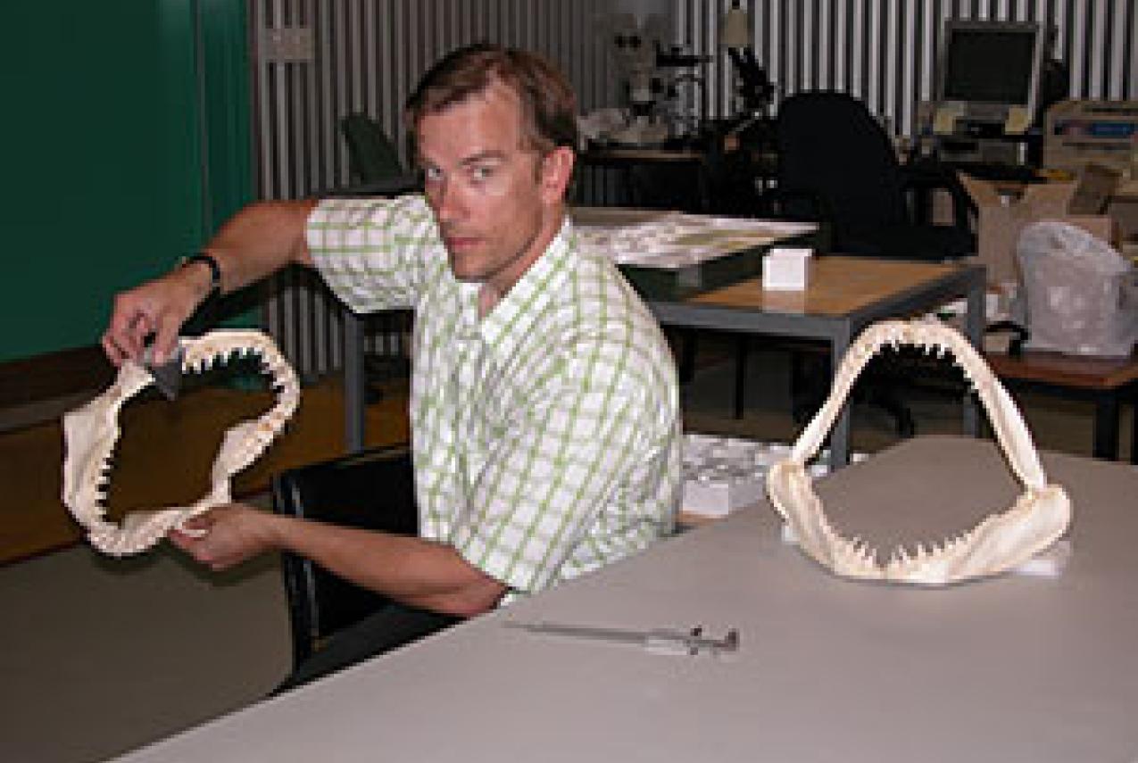 Dr Mikael Siversson holding a large shark jaw