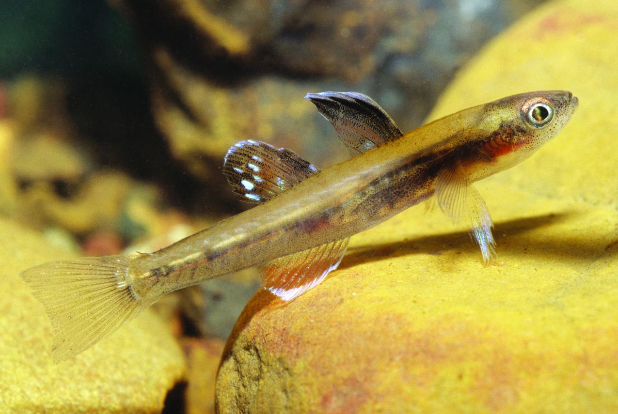 Mitchell Gudgeon (Kimberleyeleotris hutchinsi) is endemic to the Kimberley and is only found in the Mitchell Falls area. This fish is swimming above rocks.