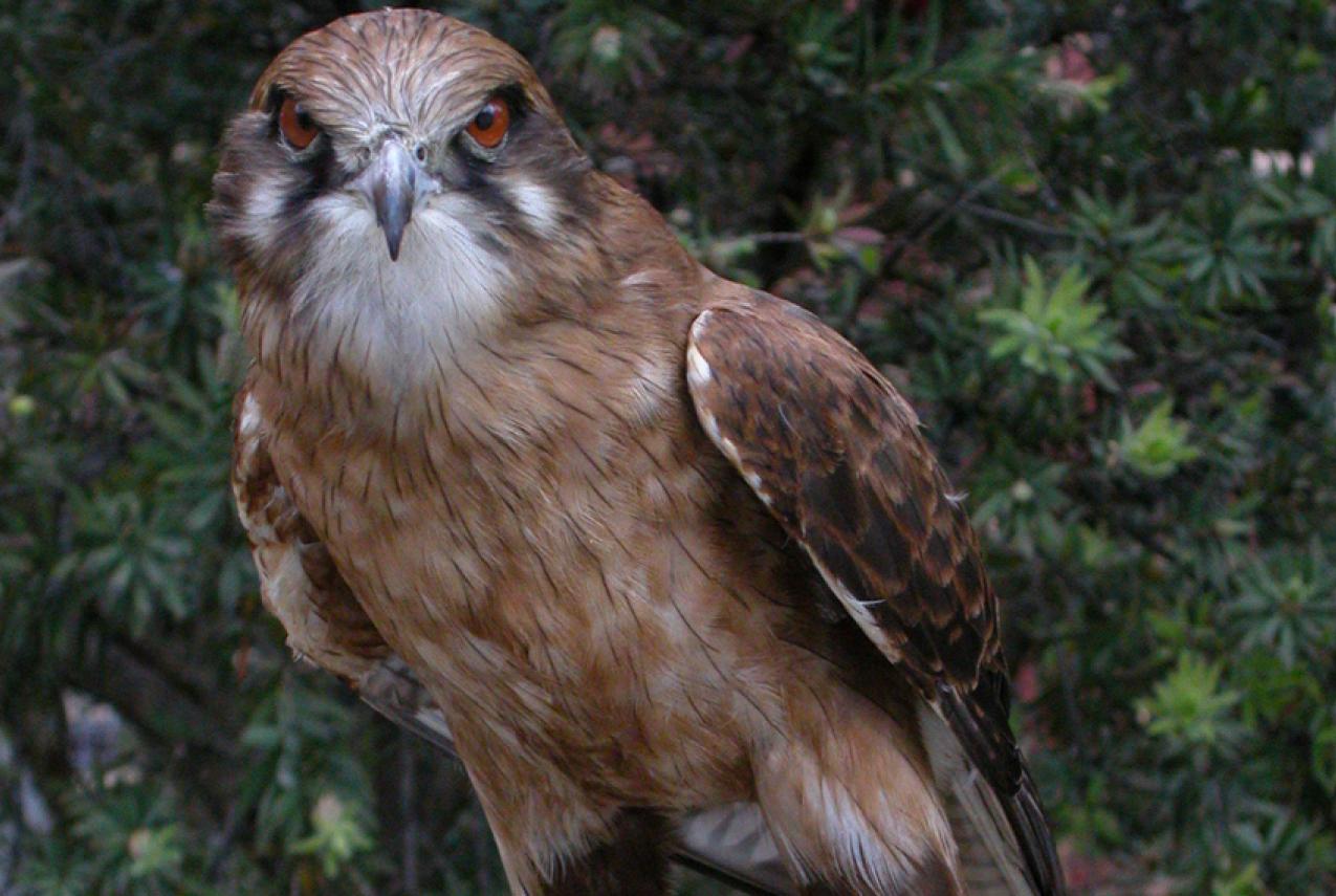 A taxidermied falcon