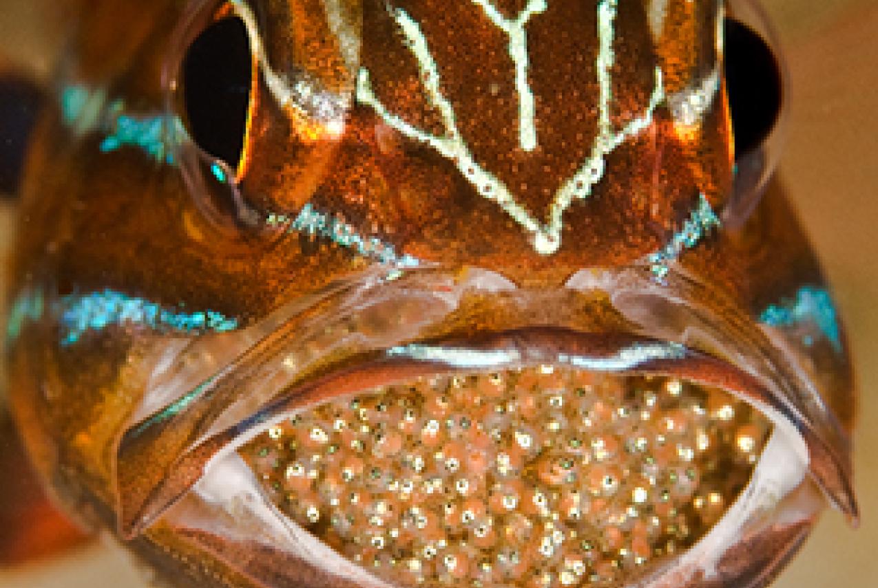 A fish with a large number of its eggs in its mouth
