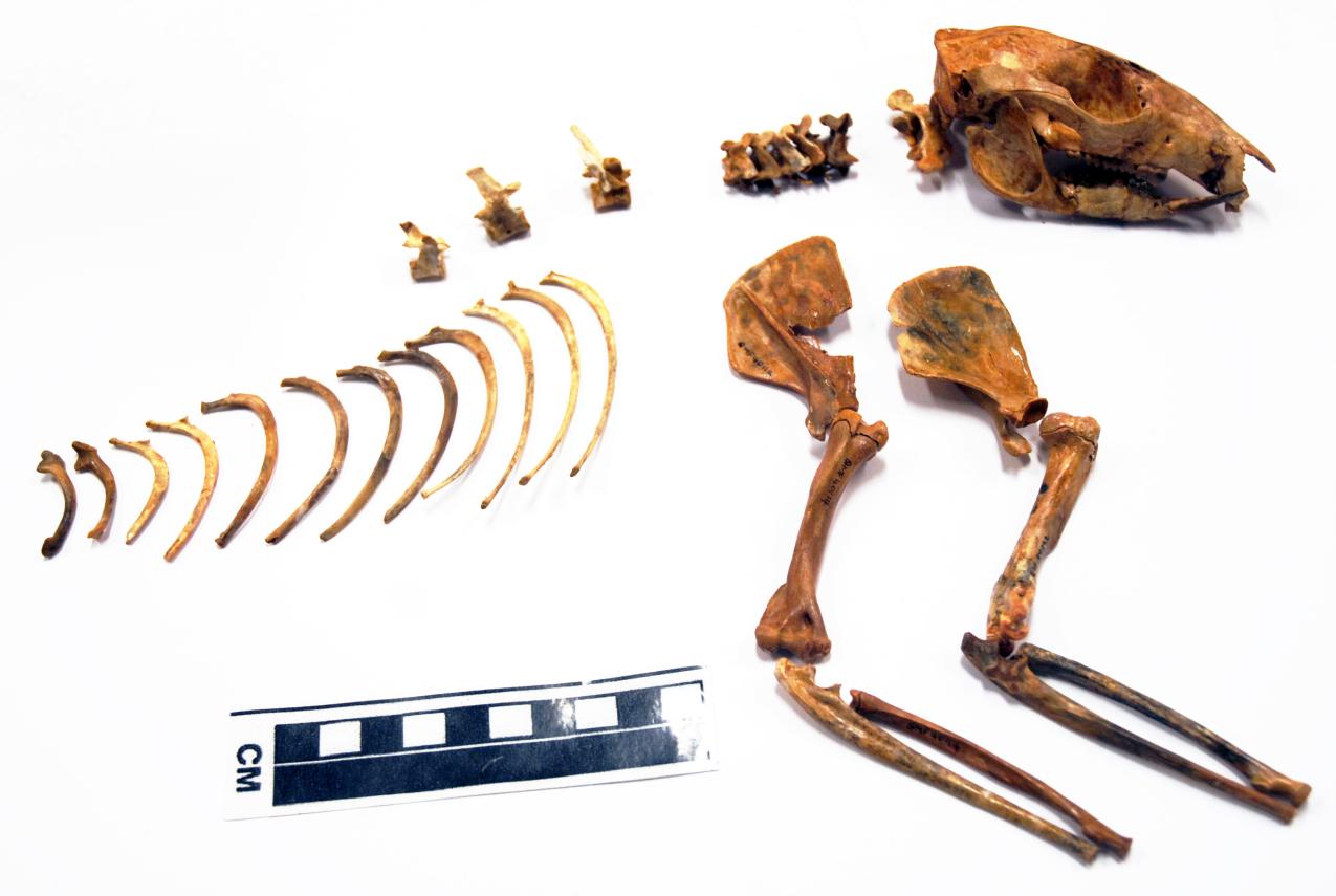 Near complete skeleton of Ganguroo robustiter