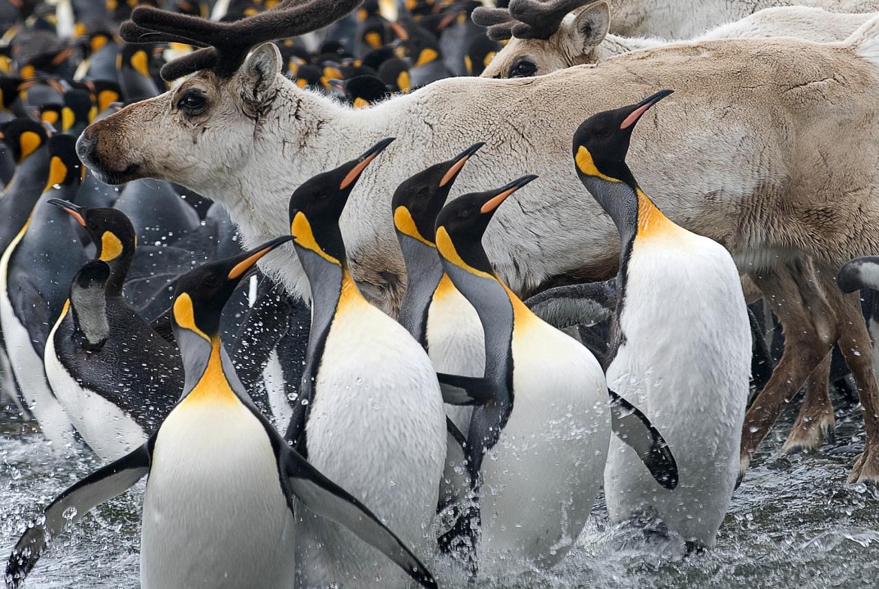Penguins and Reindeer