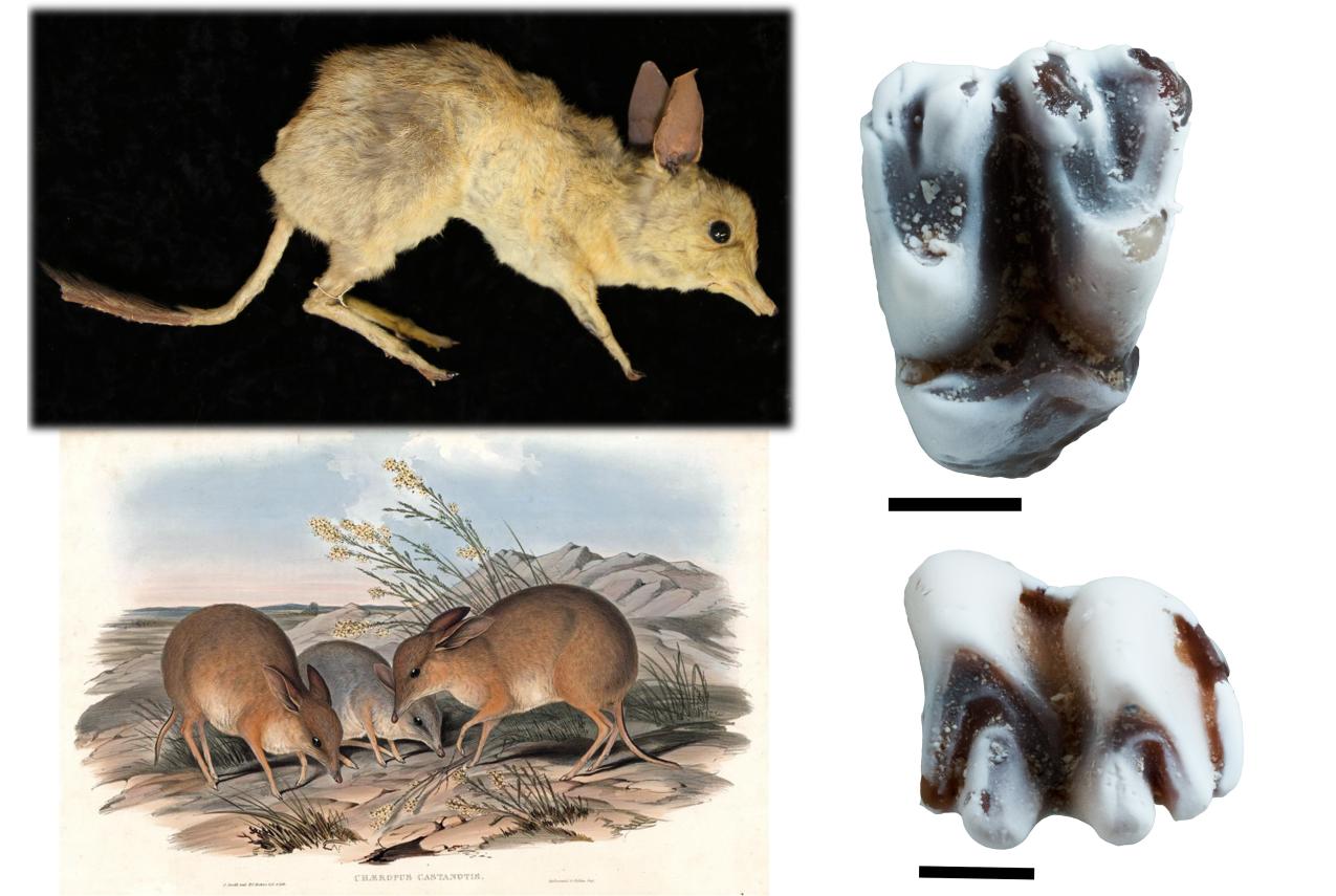 Top left – Specimen of Chaeropus ecaudatus from the Australian Museum. Bottom left – Reconstruction of Chaeropus ecaudatus by John Gould. Right – Upper and lower molar of the fossil Pig-footed bandicoot, Chaeropus baynesi. Scale = 1mm.
