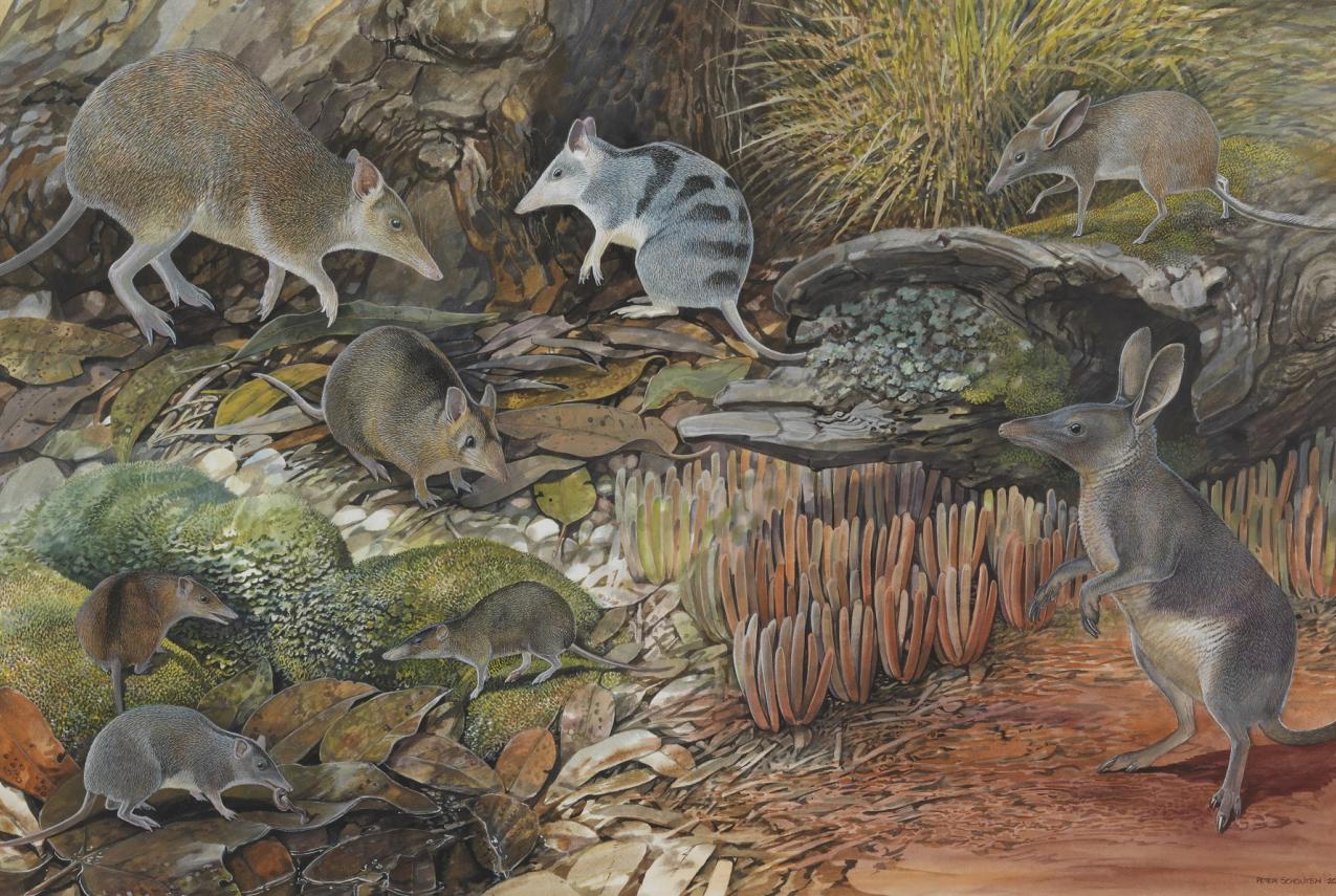 Tiny fossils, big story! artwork courtesy Peter Schouten.
