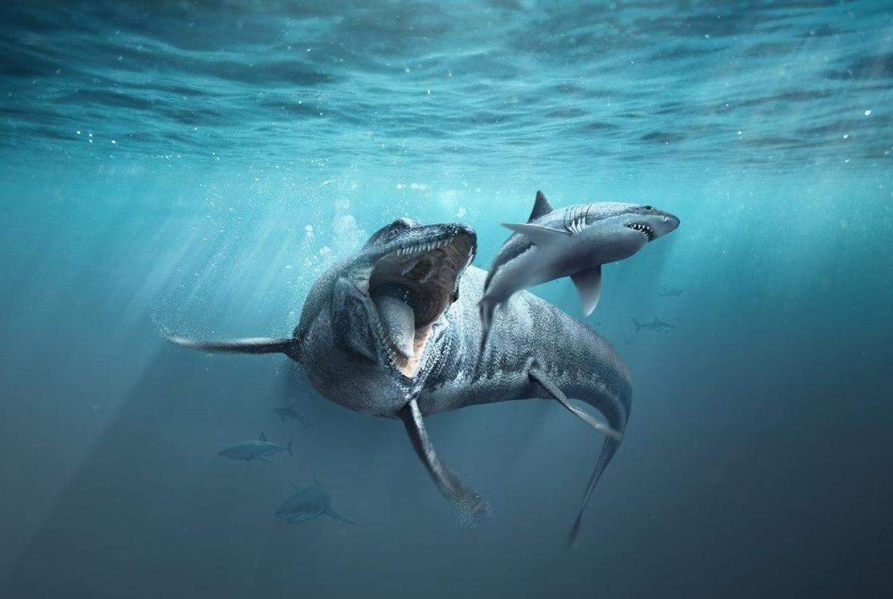A digital rendering of a large prehistoric shark-like create with its jaws open, hunting a great white shark which appears small in comparrison, in an ocean setting