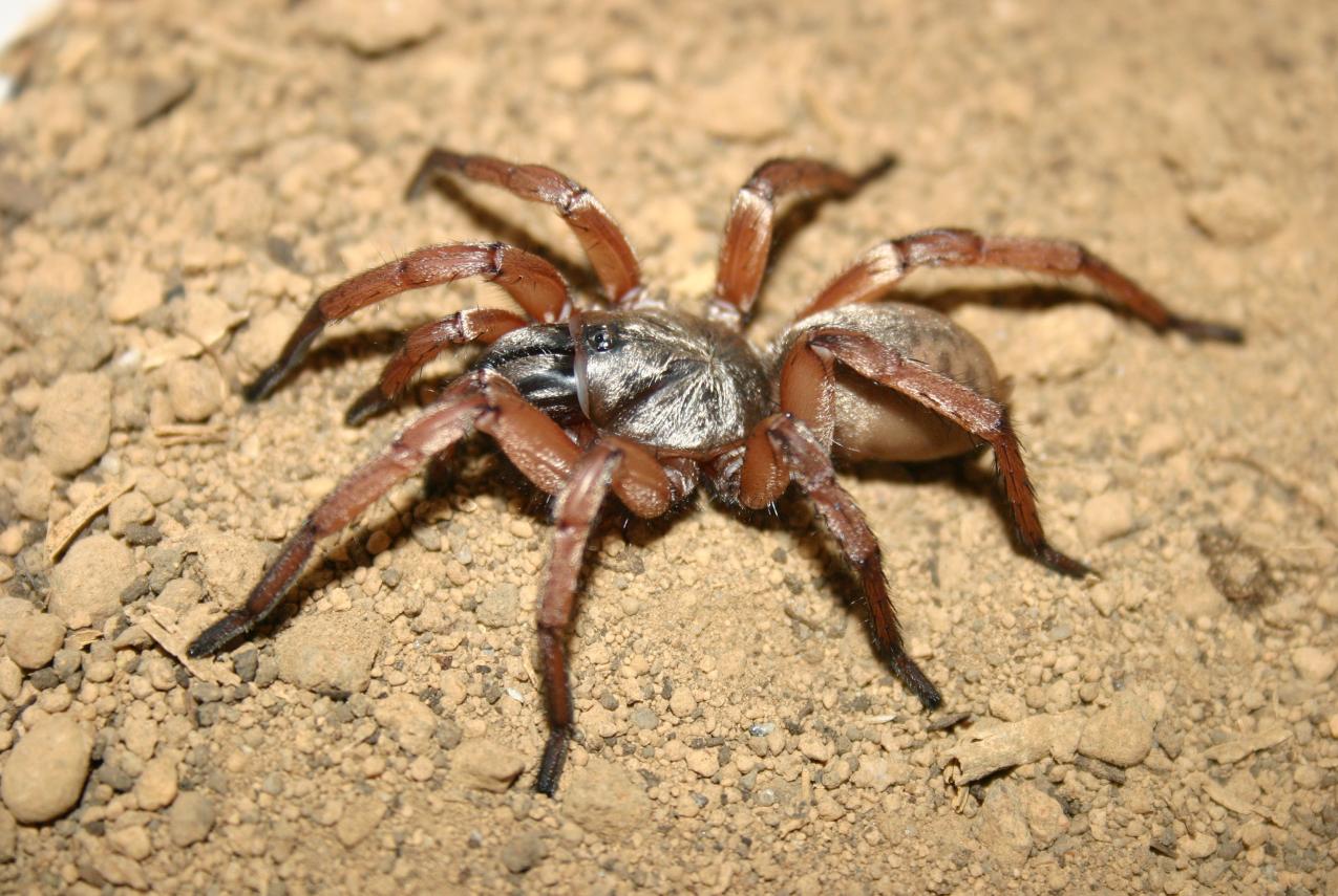 Proshermacha telaporta