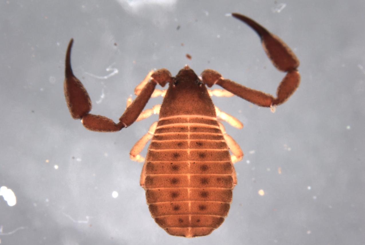 A pseudoscorpion looks like a cross between a scorpion, spider and tick.