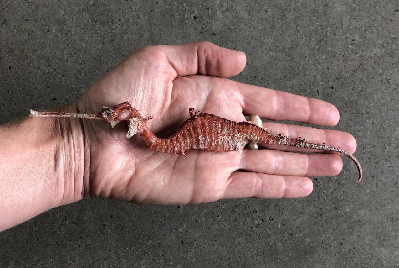 An open palm shows a Ruby seadragon.