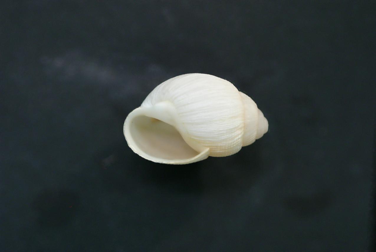 Recently collected shell of Bothriembryon whitleyi from Geraldton