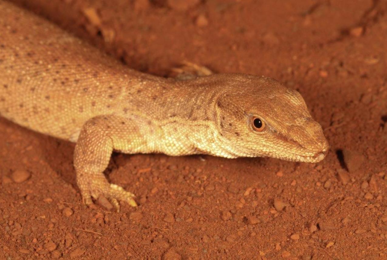 Close up of ‘Pokey’, a small-bodied Dampier Peninsula Goanna, picture courtesy of R. Ellis/WA Museum