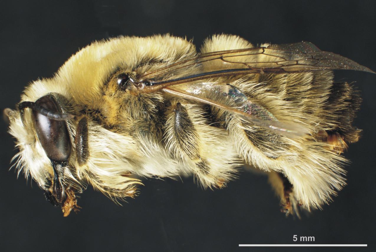 Close up view of a new species of bee