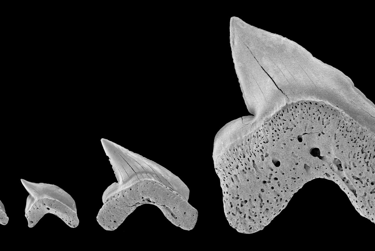 Four rare fossil teeth, probably ranging in size from newborn to adult animals, from the previously undiscovered shark, Squalicorax mutabilis