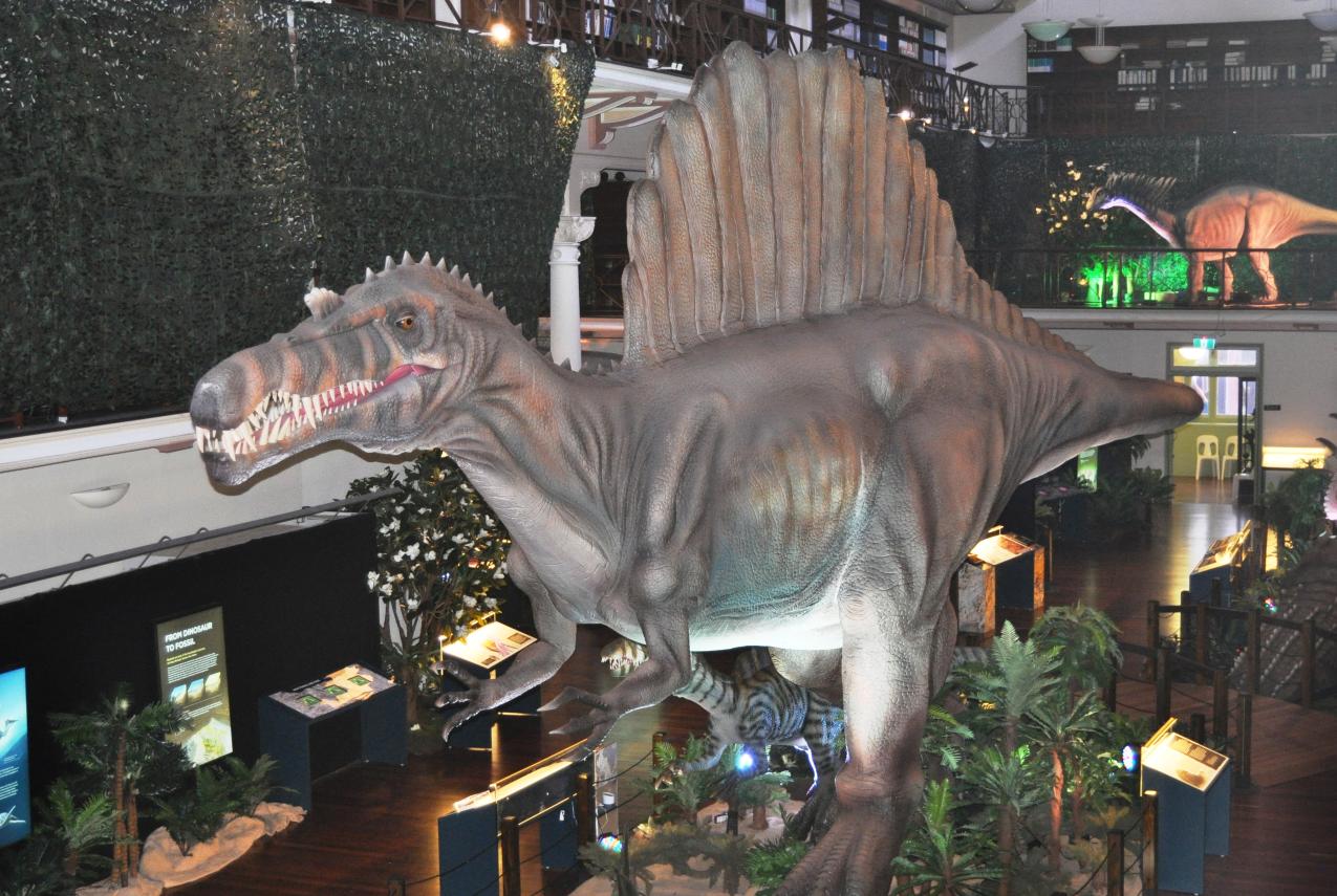 Spinosaurus features in the Dinosaur Discovery exhibition