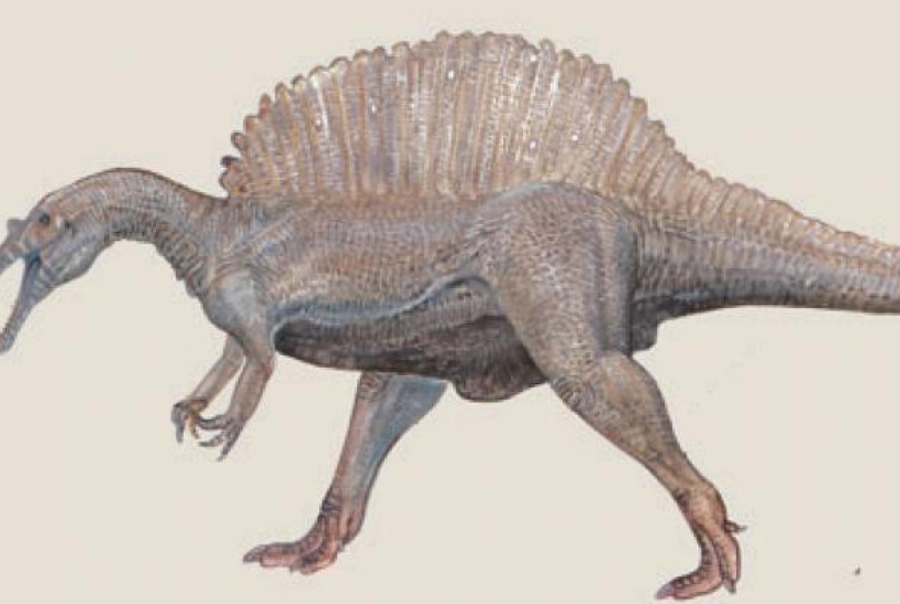 Illustration of Spinosaurus aegyptiacus