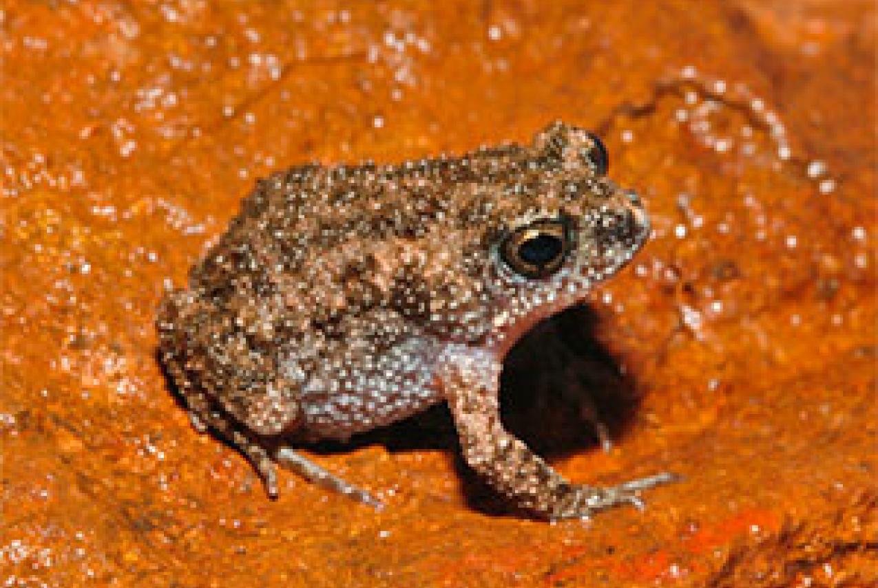 A toadlet sitting on a yellow mud bank
