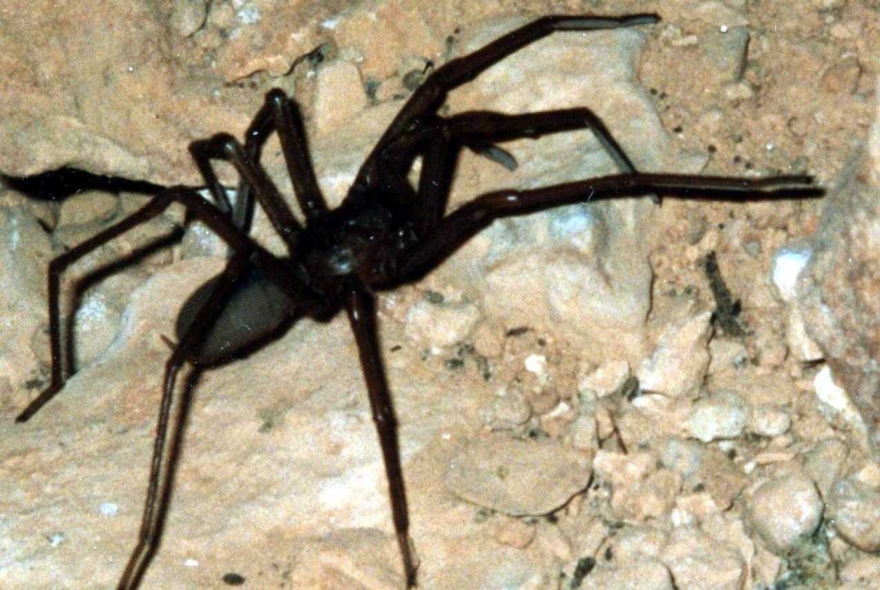 Troglodiplura lowryi