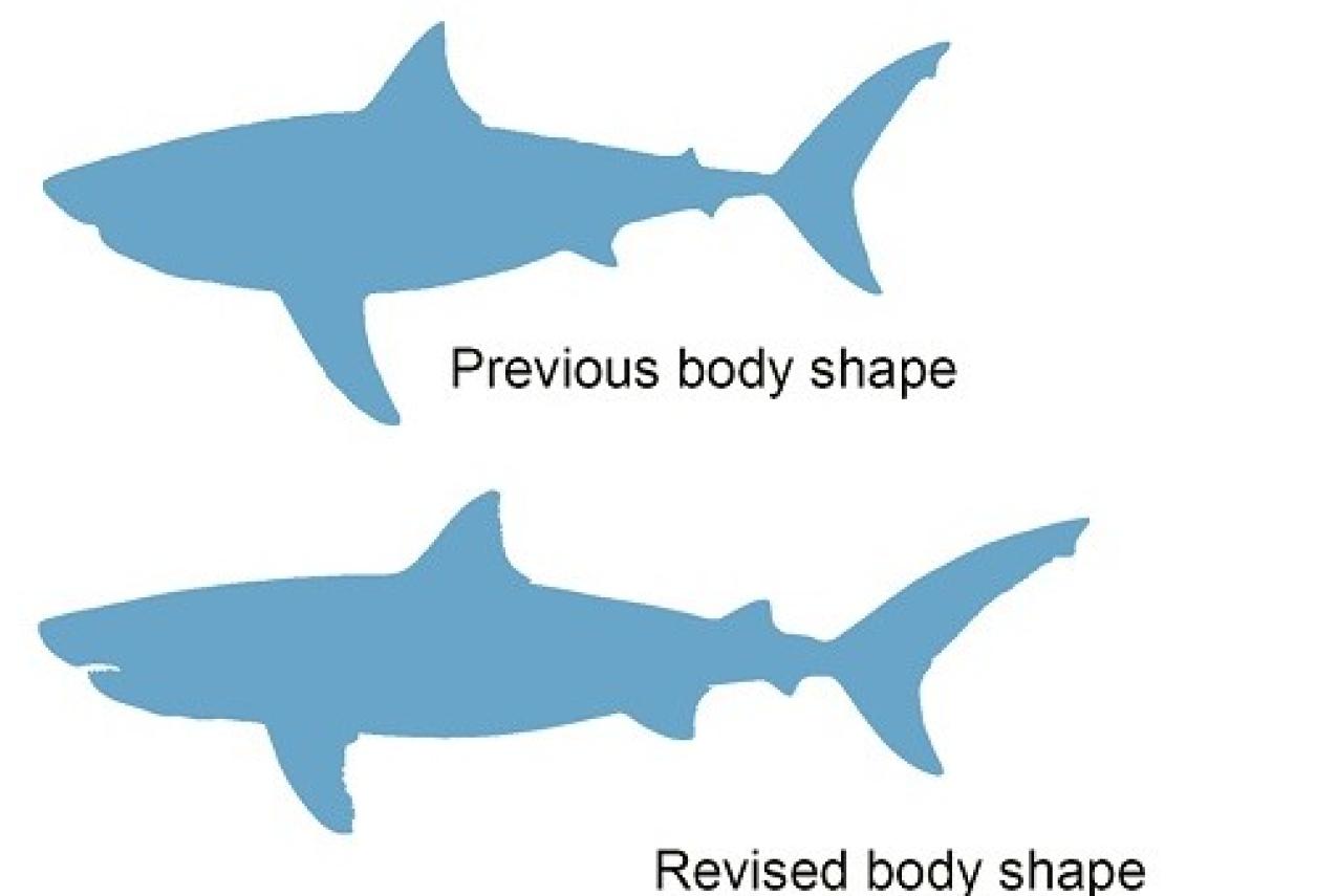 Body form comparison of Otodus megalodon