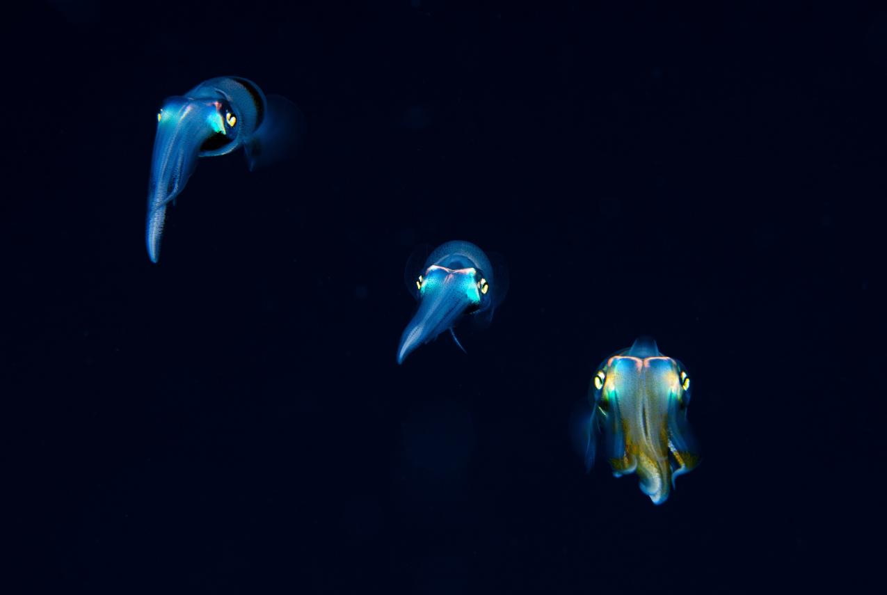 Three iridescent squids floating through the water