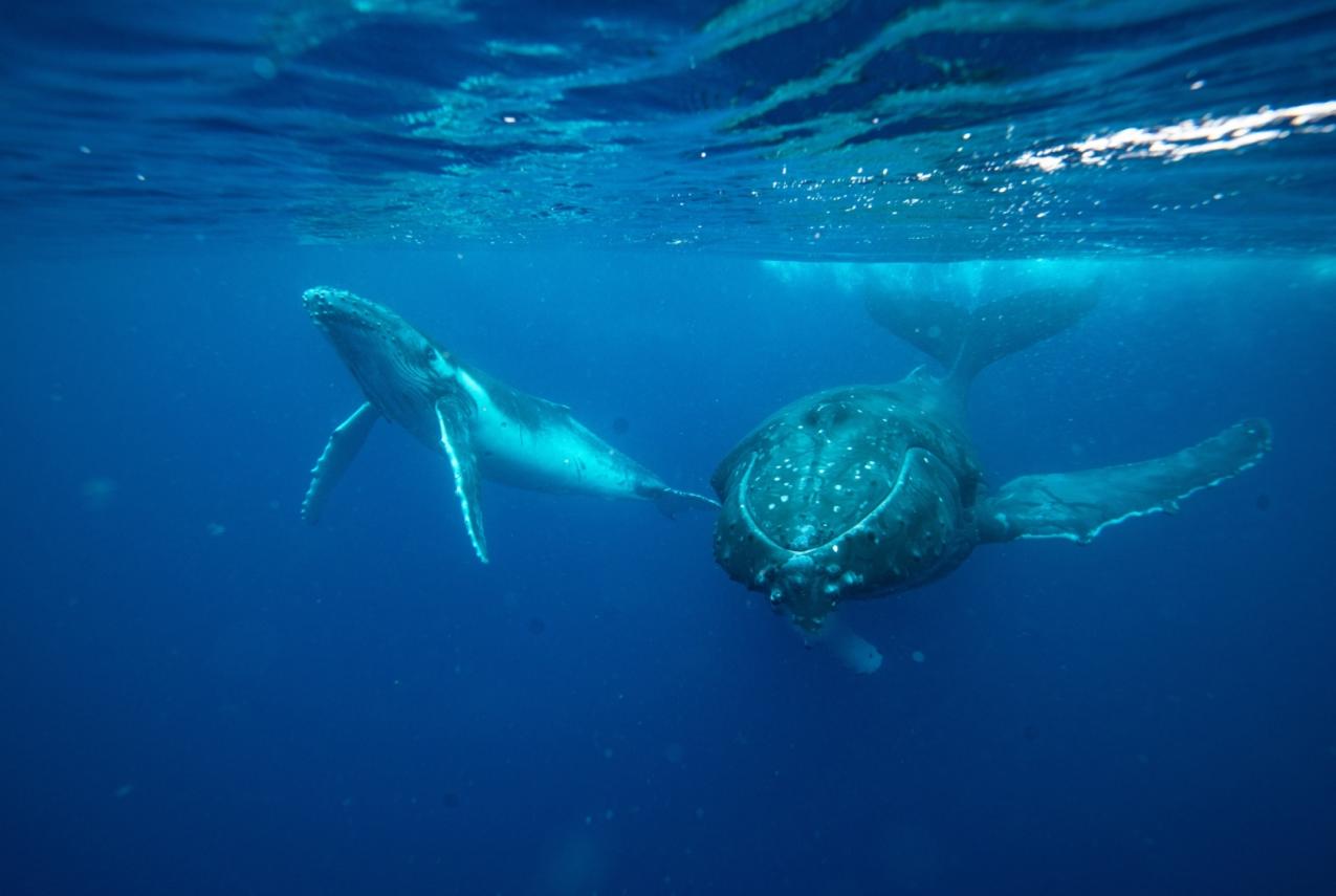 Under the Dome: Whale Super Highway