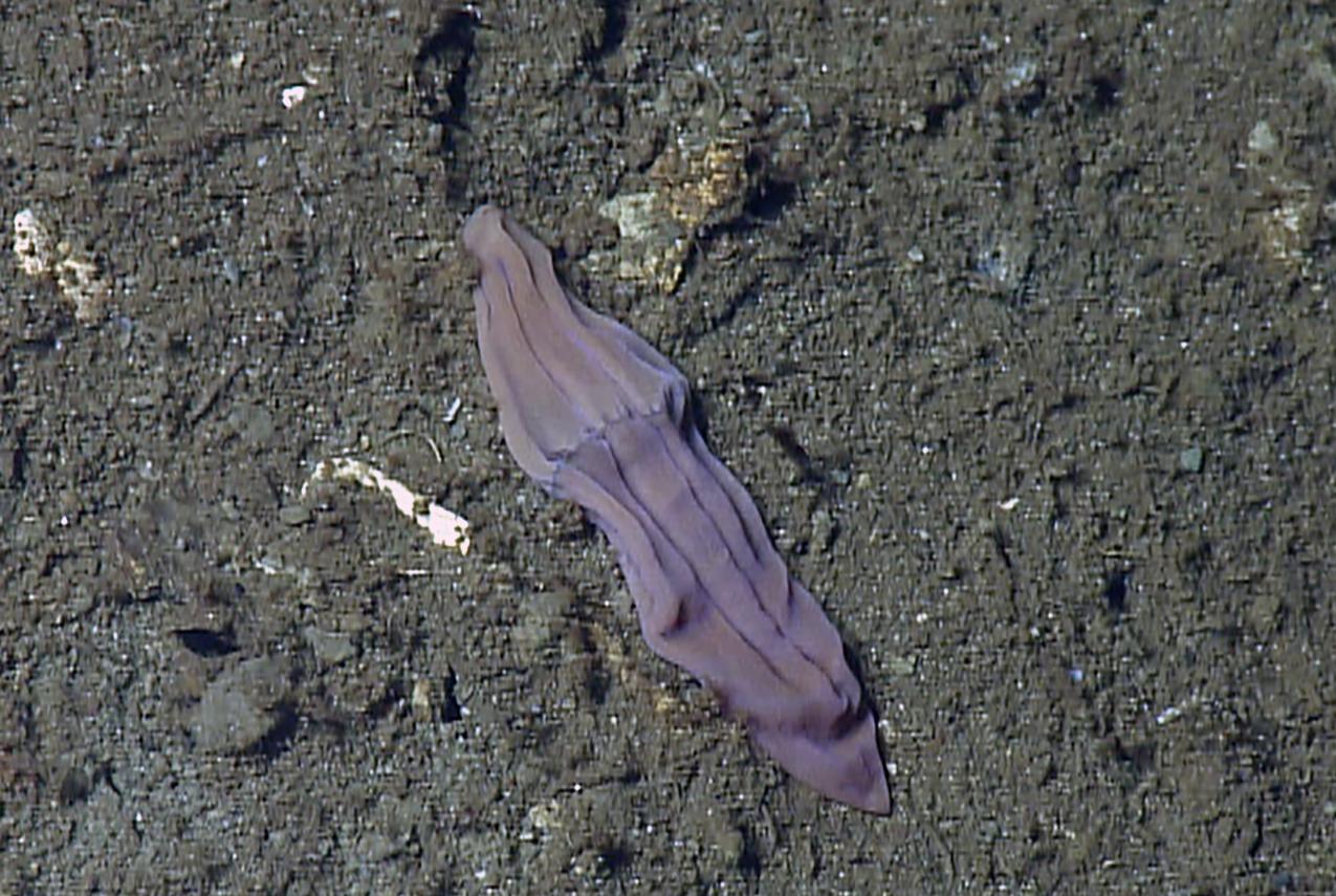 Xenoturbella churro