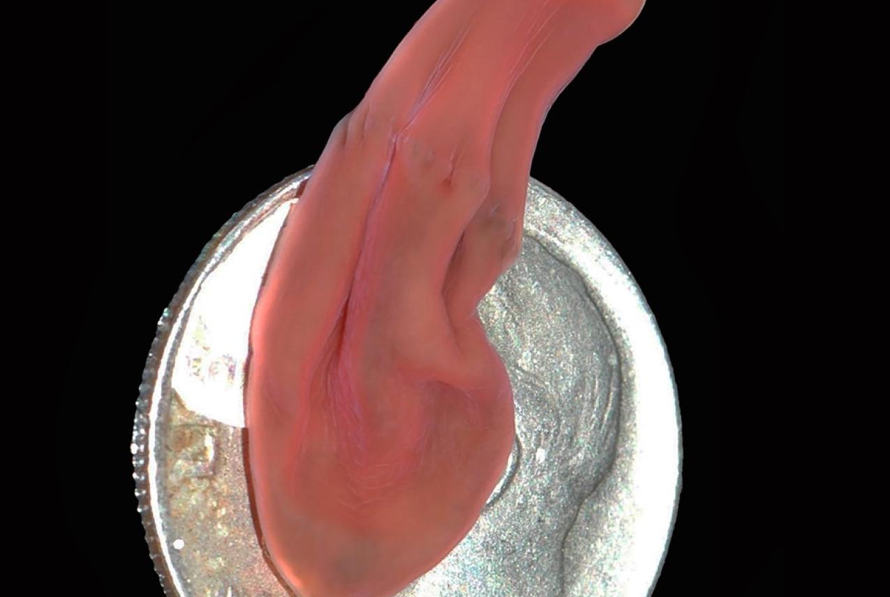 Newly discovered Xenoturbella hollandorum crawling over an American dime. Image courtesy Greg Rouse and Nerida Wilson.