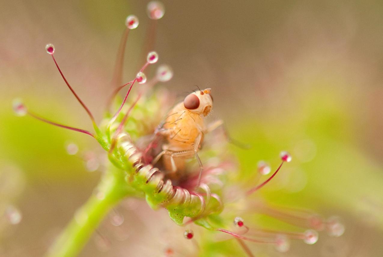 A small insect captured by a carnivorous plant