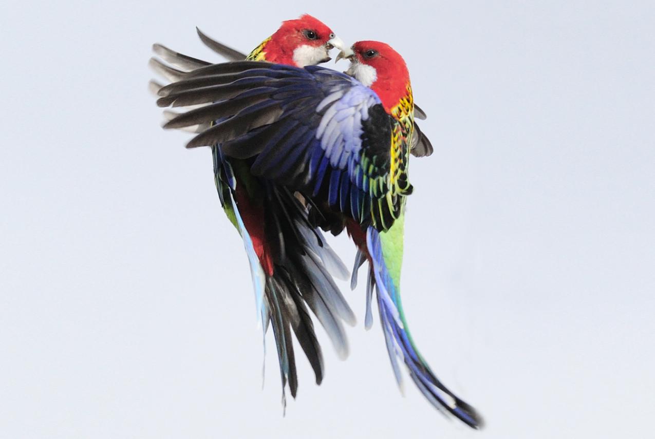Two parrots fighting in mid-flight