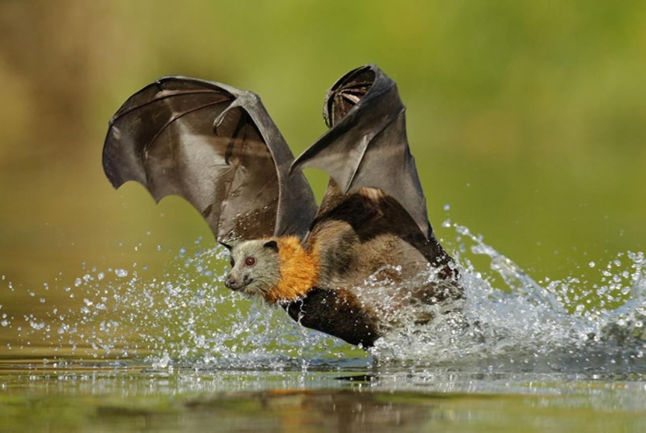 A bat flying over a body of fresh water
