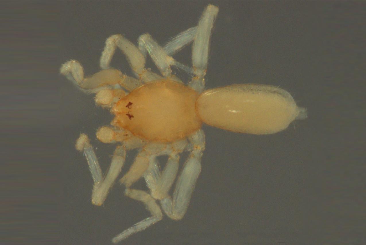 Attenborough’s goblin spider