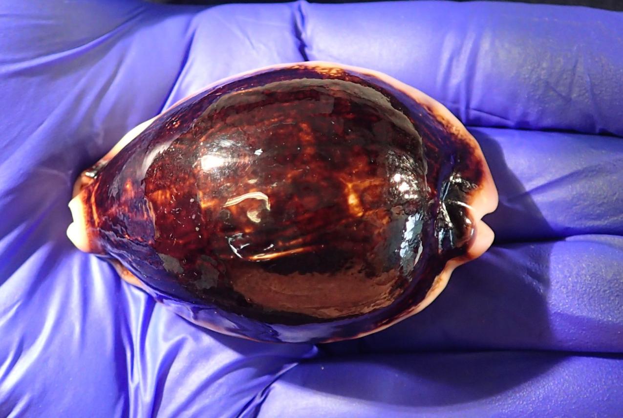 A gloved hand holds a large cowrie shell.