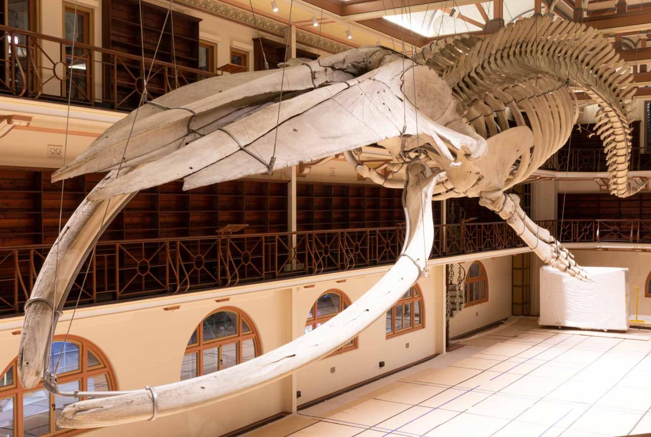 Otto the Blue Whale