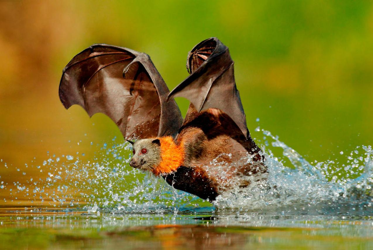 A bat flying over a body of fresh water
