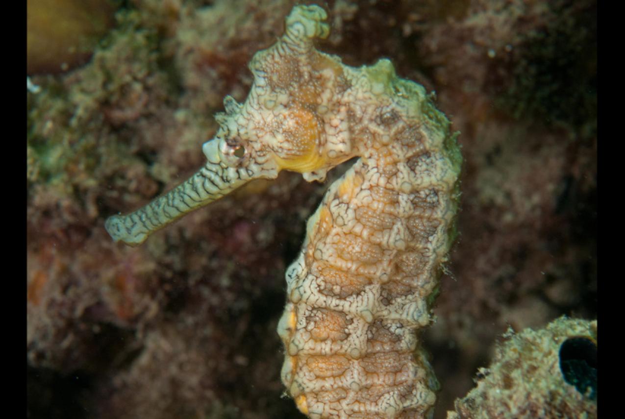 The Western Australian Seahorse resting on a reef
