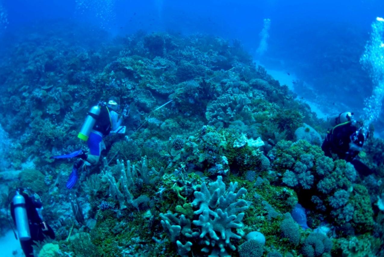 Divers working on a large coral reef