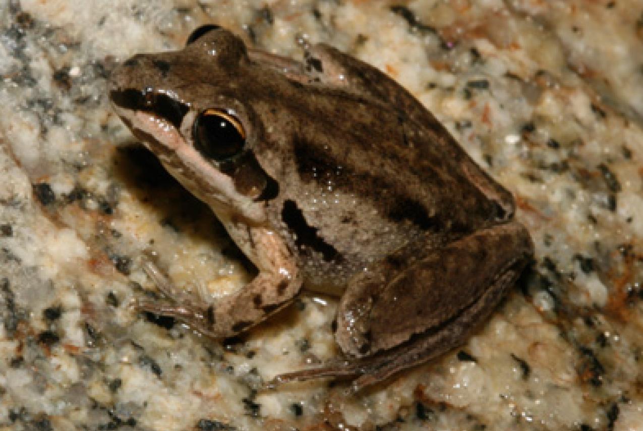 The Kimberley Rocket Frog perched on a rock