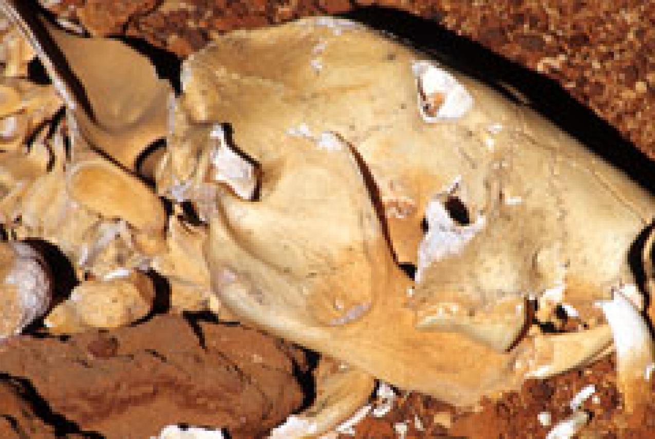 A skull of a marsupial lion