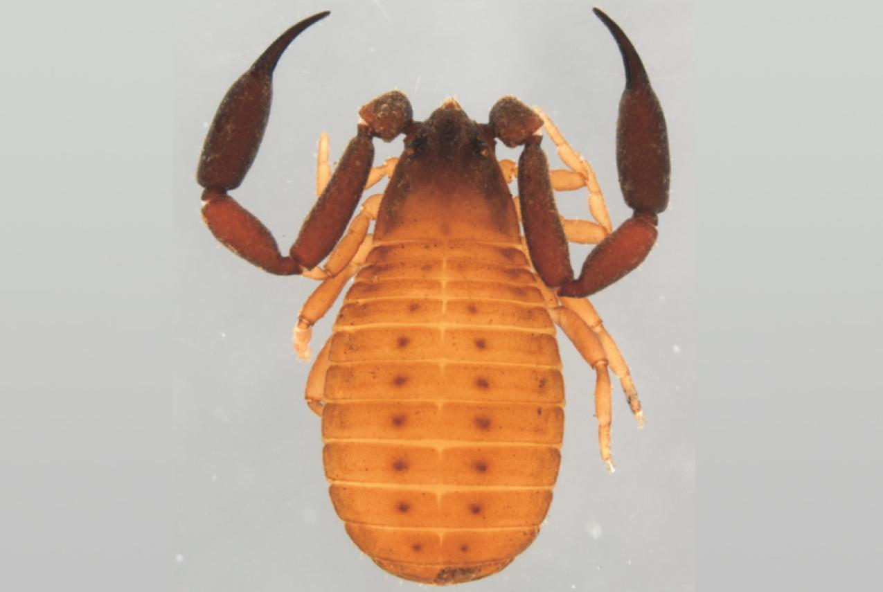 A close-up photo of a pseudoscorpion specimen