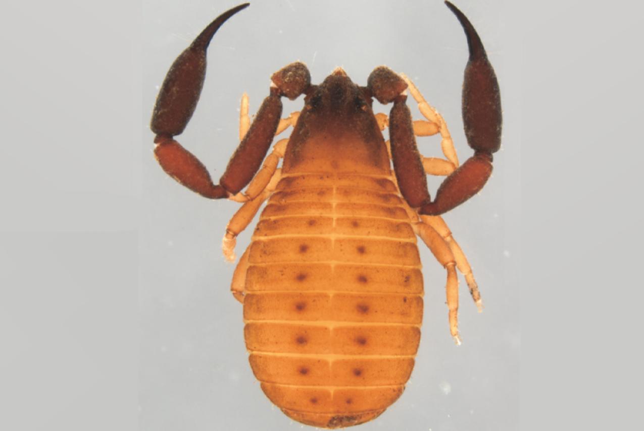 A close-up photo of a pseudoscorpion specimen