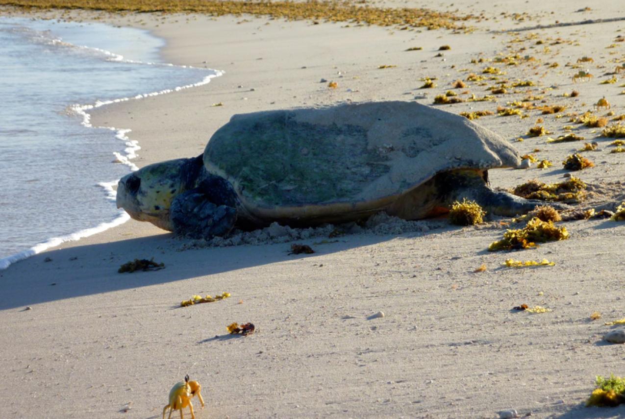 A sea turtle crawling over the beach to return to water