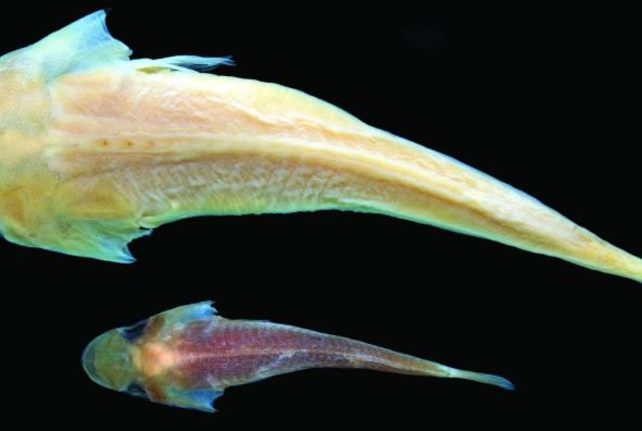 Duckbilled Clingfish specimens