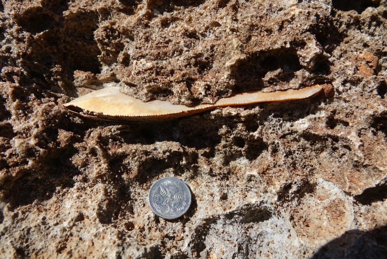 A 14cm tall shark tooth belonging to a Carcharocles megalodon found in hard limestone rock at Cape Range National Park