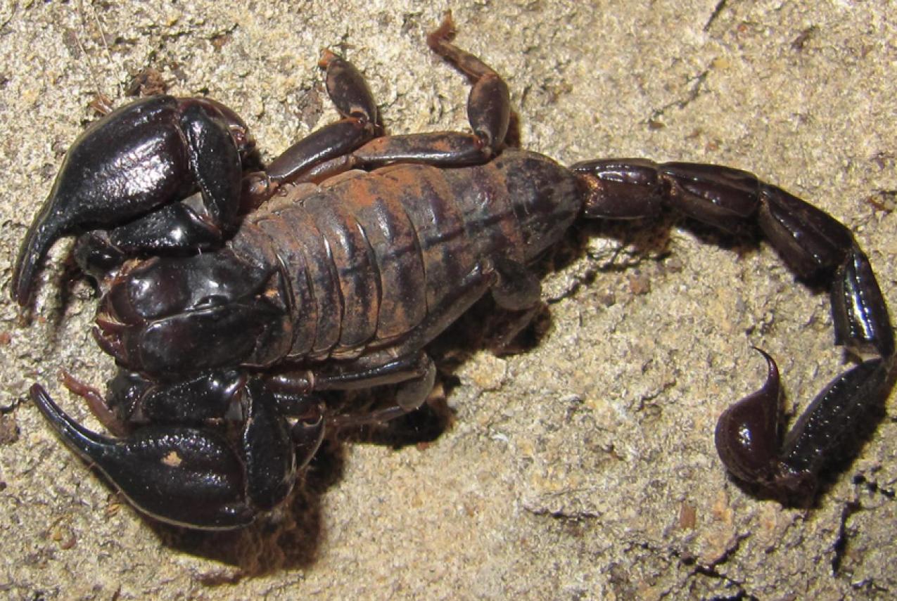 A large brown scorpion on the sandy soil