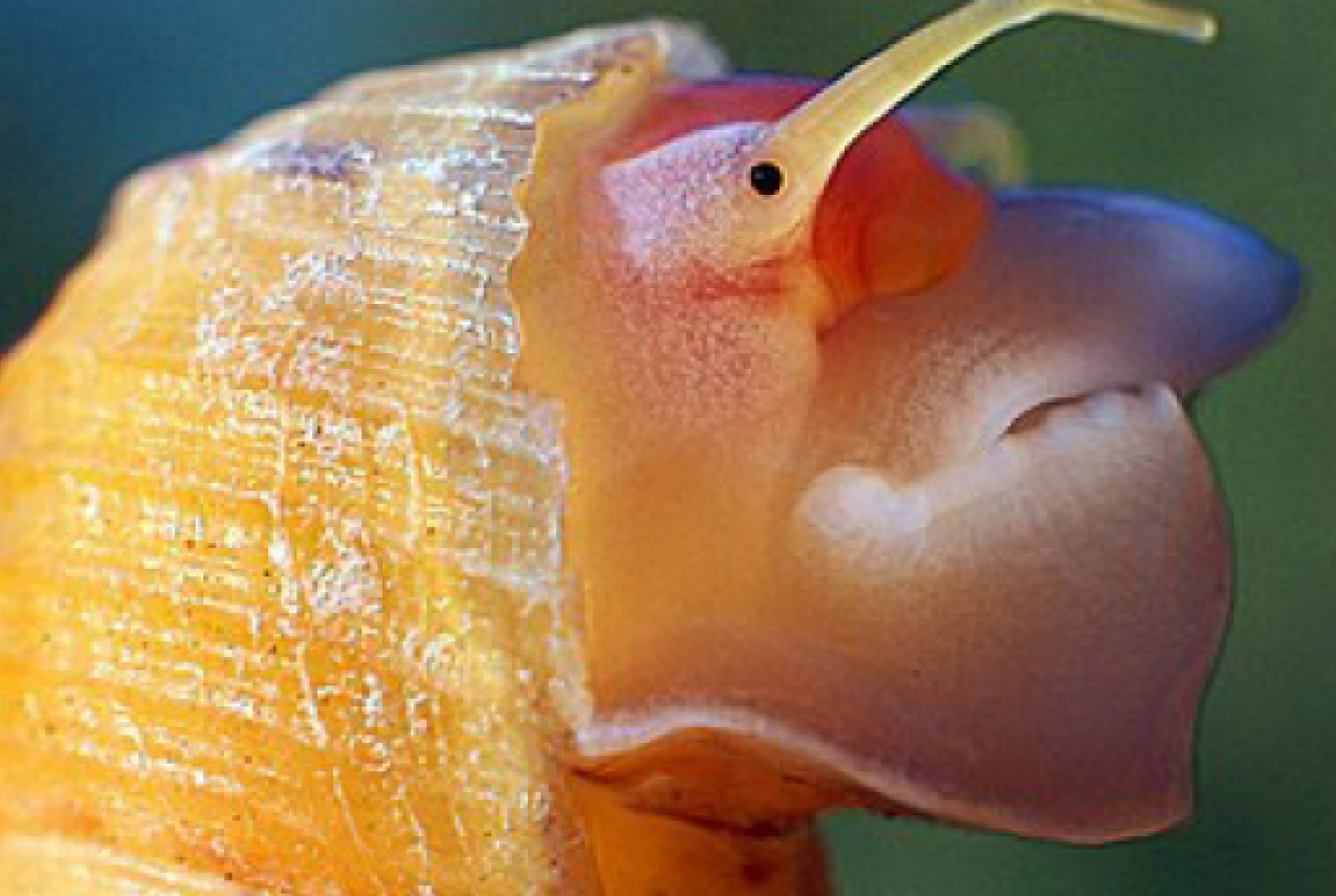 A close-up photo of a snail that reveals human-like features